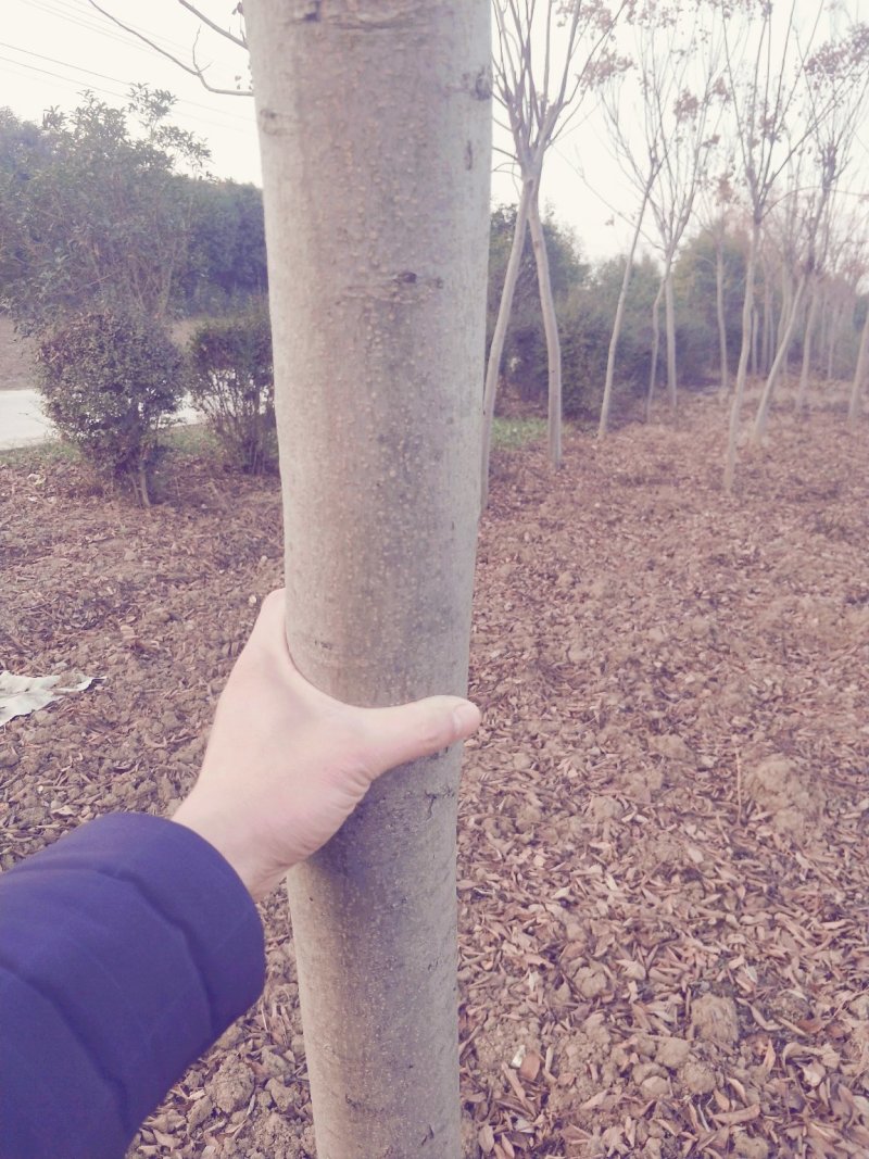 优质苗木