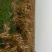 温郁金