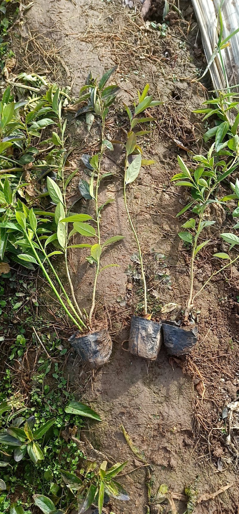 连翘工程苗丛生连翘基地直销