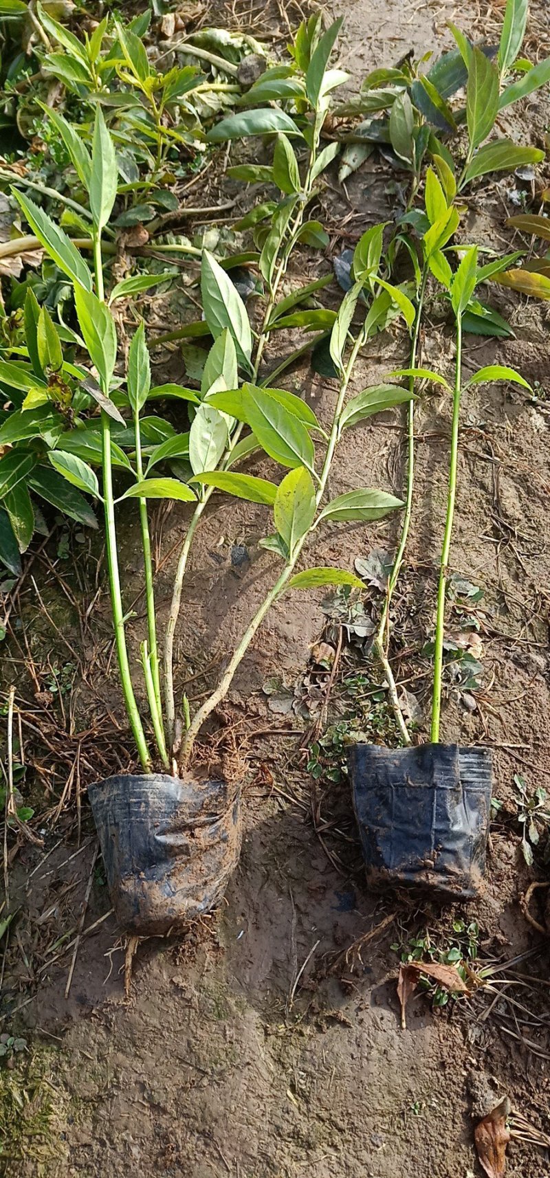 连翘工程苗丛生连翘基地直销