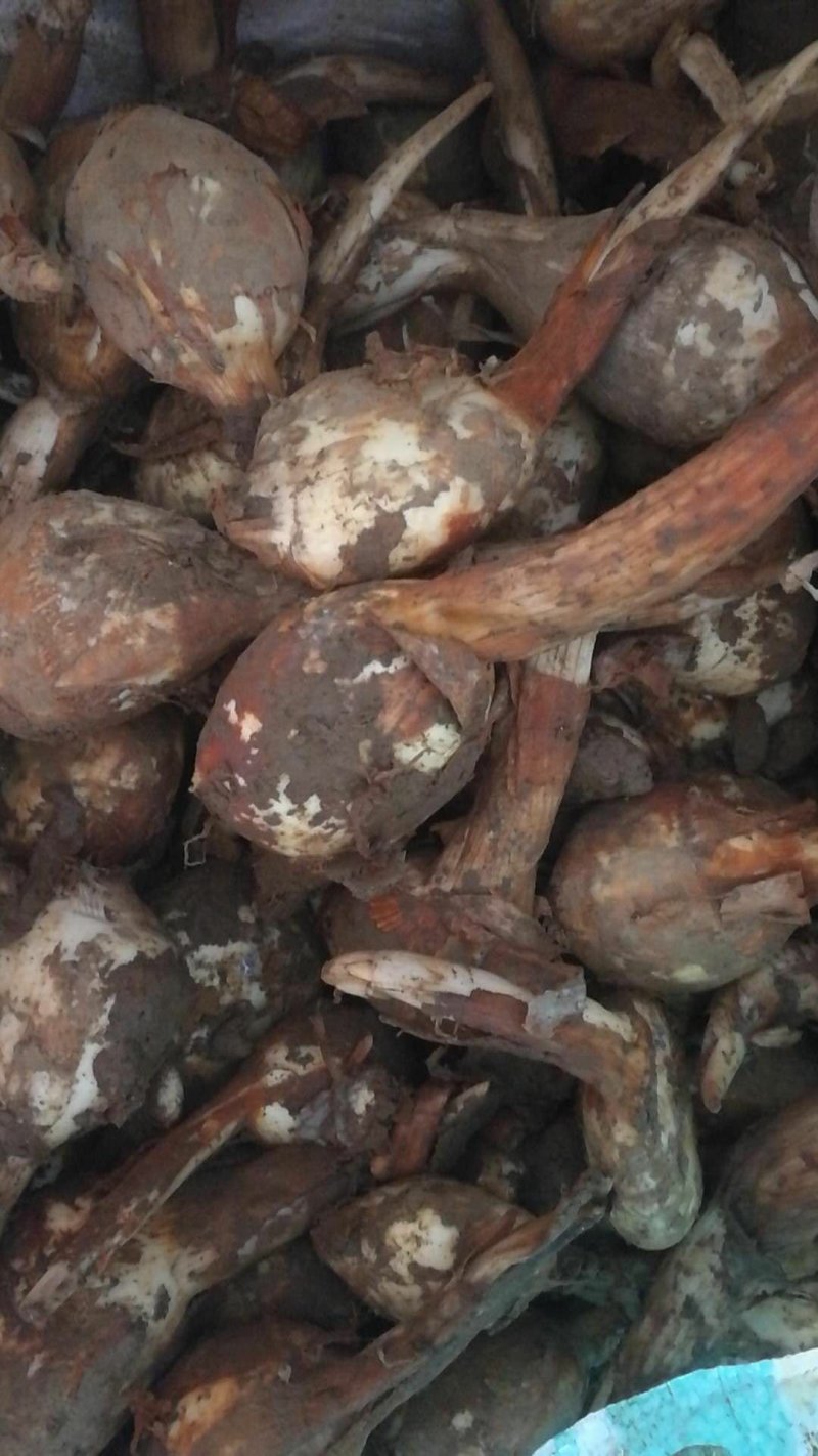 湖北农家茨菇现挖扁茨菇5斤一箱慈姑茨天门茨菇
