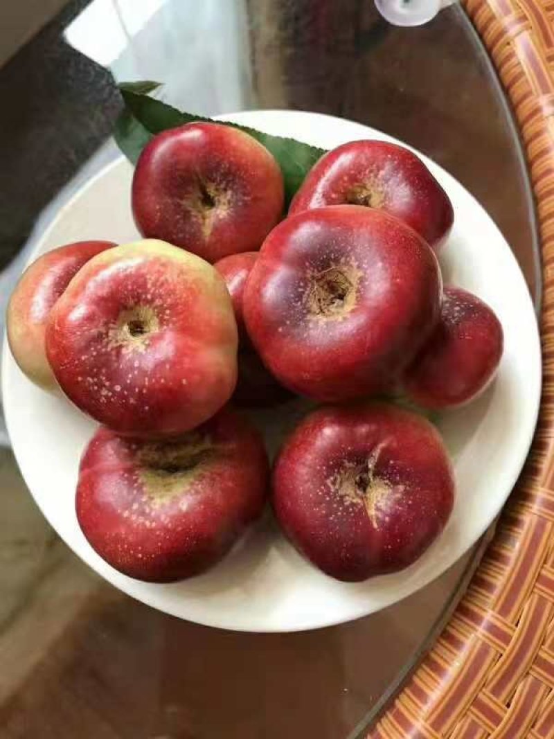 繁育黑桃皇后桃苗价格多少钱