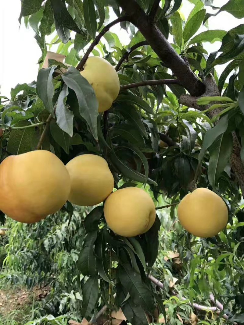 繁育黑桃皇后桃苗价格多少钱