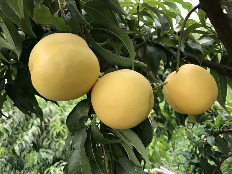 繁育黑桃皇后桃苗价格多少钱