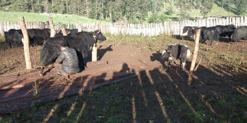 高原牦牛。放养的肉质好