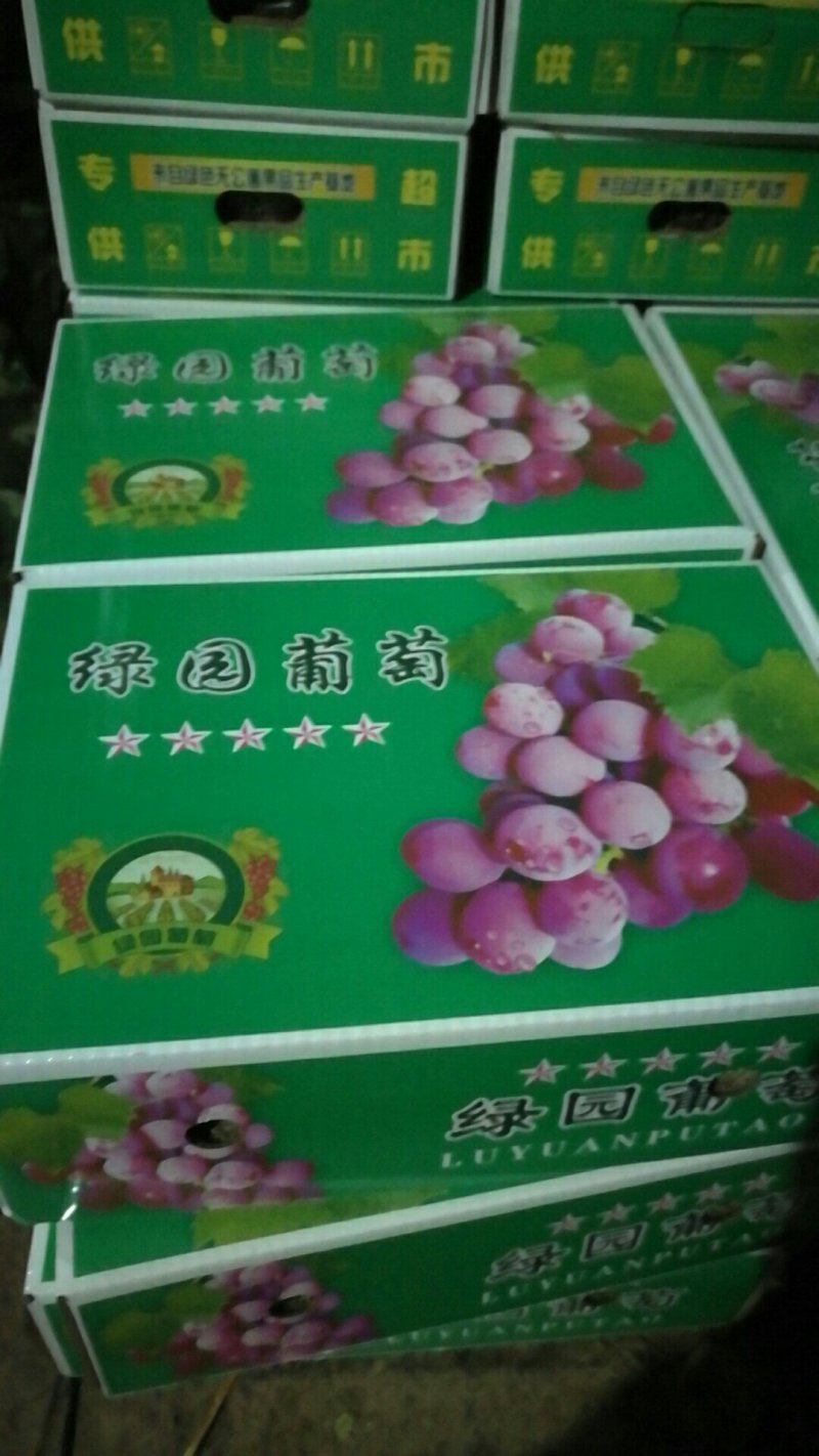河北晋州巨峰葡萄甜度高支持视频看货可一件代发欢迎电话订购