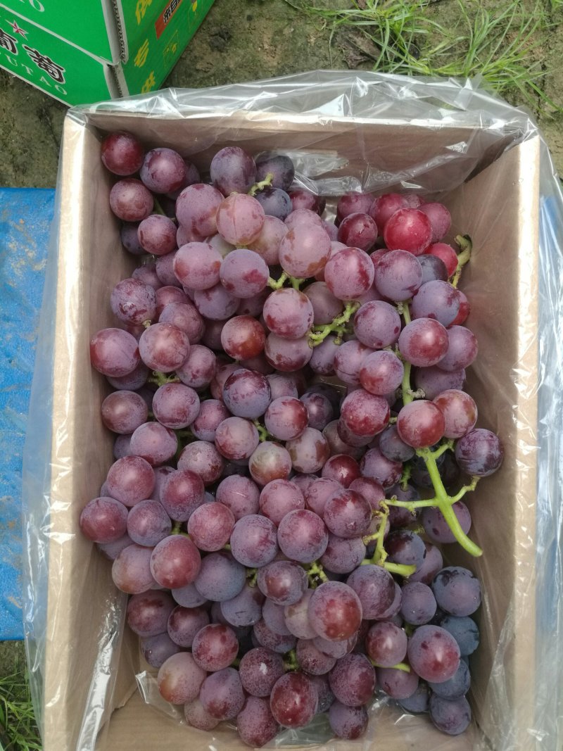 河北晋州巨峰葡萄甜度高支持视频看货可一件代发欢迎电话订购