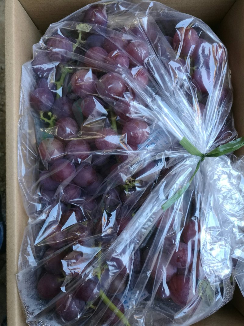 河北晋州巨峰葡萄甜度高支持视频看货可一件代发欢迎电话订购