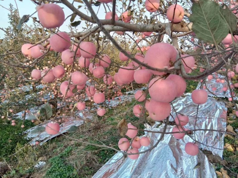 红富士，，，，，，，，，，，，，，，，，，，，，