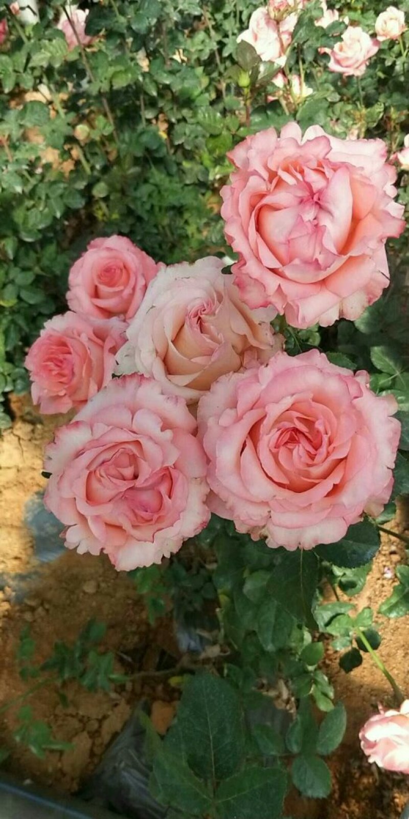 花卉种苗