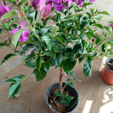 花卉种苗