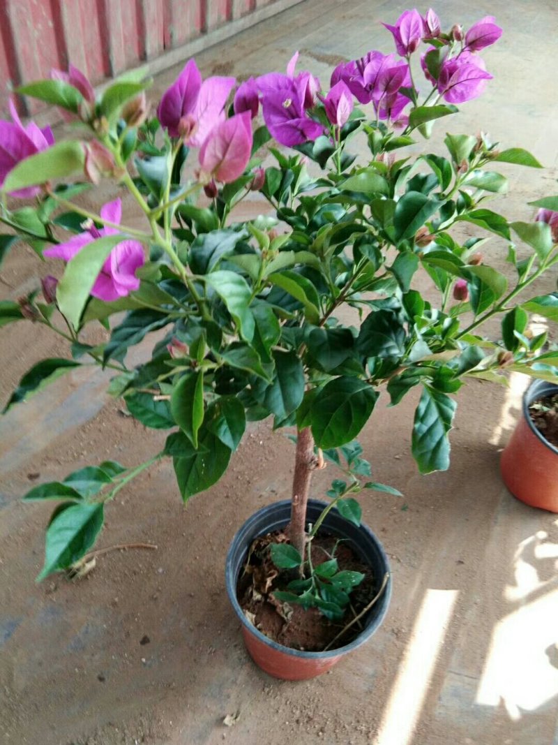 花卉种苗