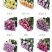花卉种苗