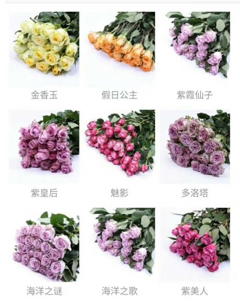 花卉种苗