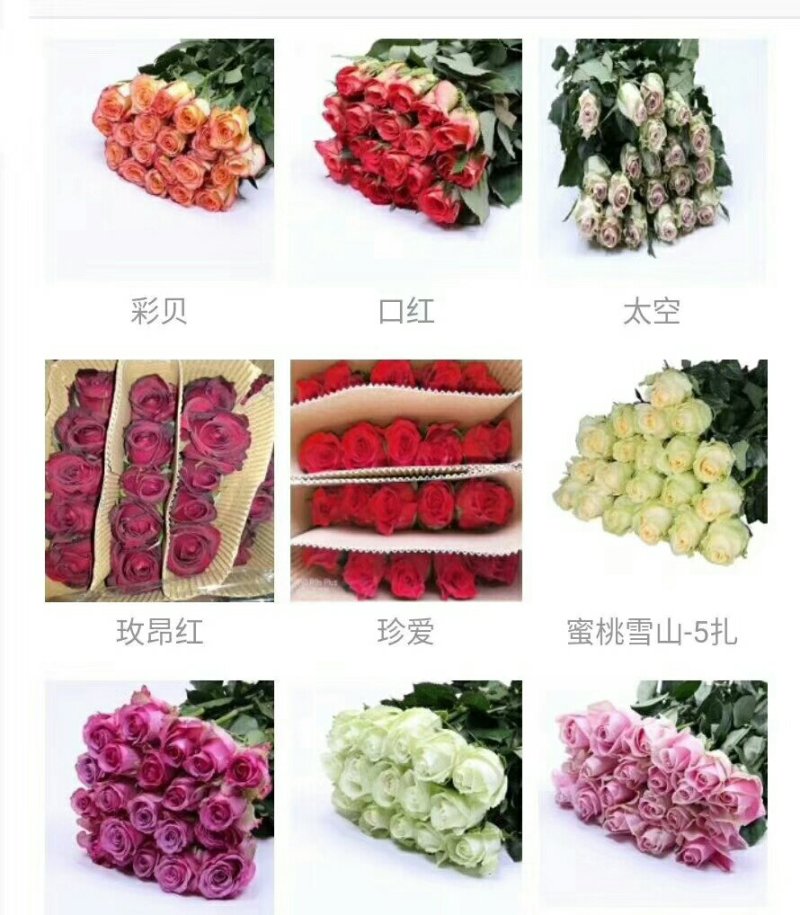 花卉种苗