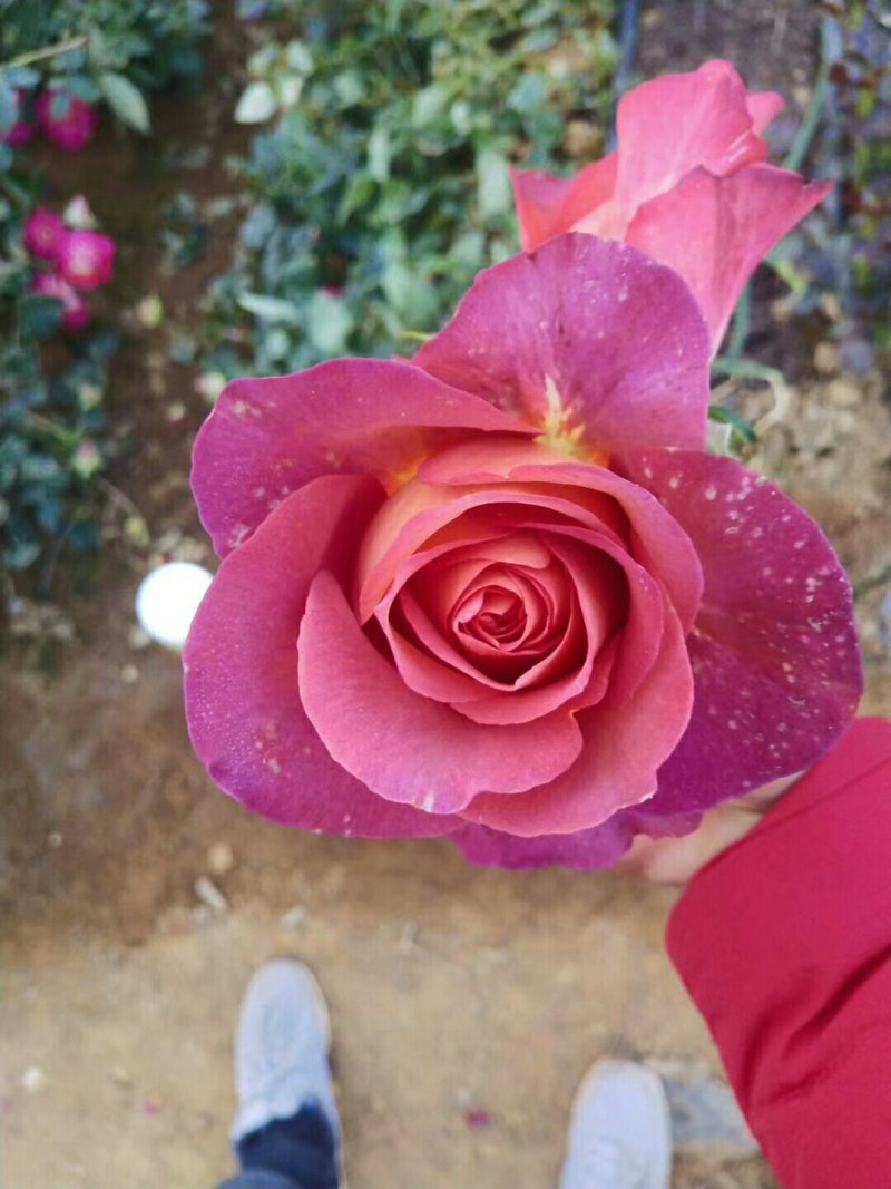 花卉种苗