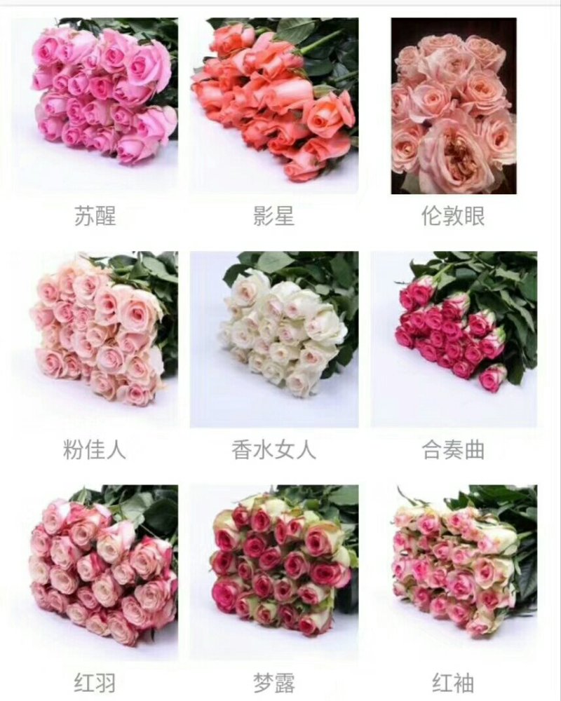花卉种苗