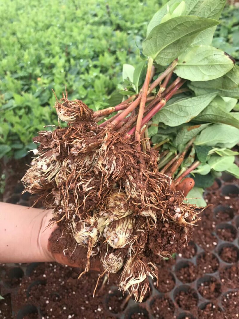 花卉种苗
