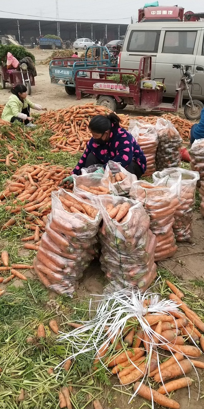 红萝卜