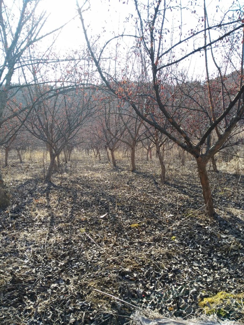 山茱萸树独干挂果地径10～15公分米径8～10公分