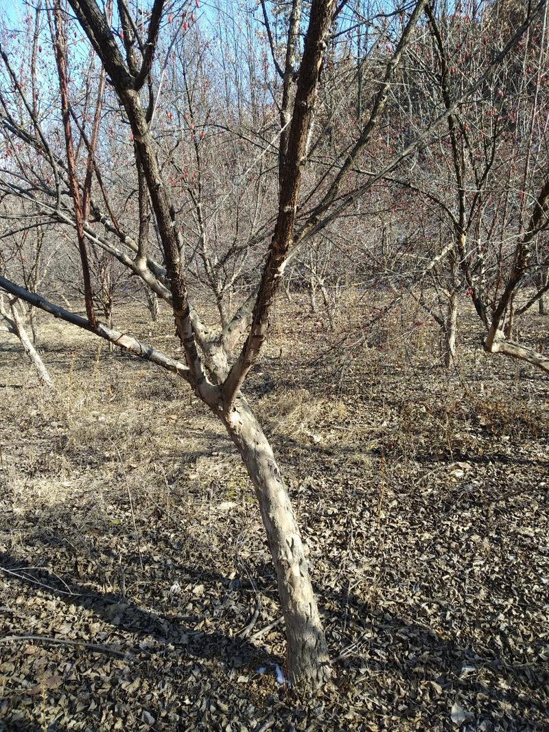 山茱萸树独干挂果地径10～15公分米径8～10公分