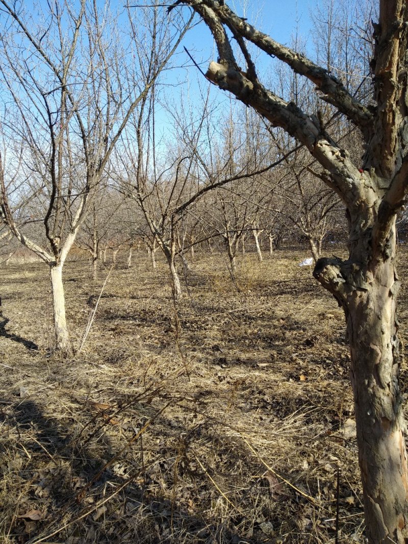 山茱萸树独干挂果地径10～15公分米径8～10公分