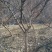 山茱萸树独干挂果地径10～15公分米径8～10公分