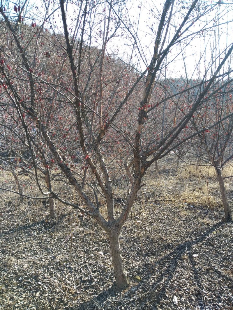山茱萸树独干挂果地径10～15公分米径8～10公分