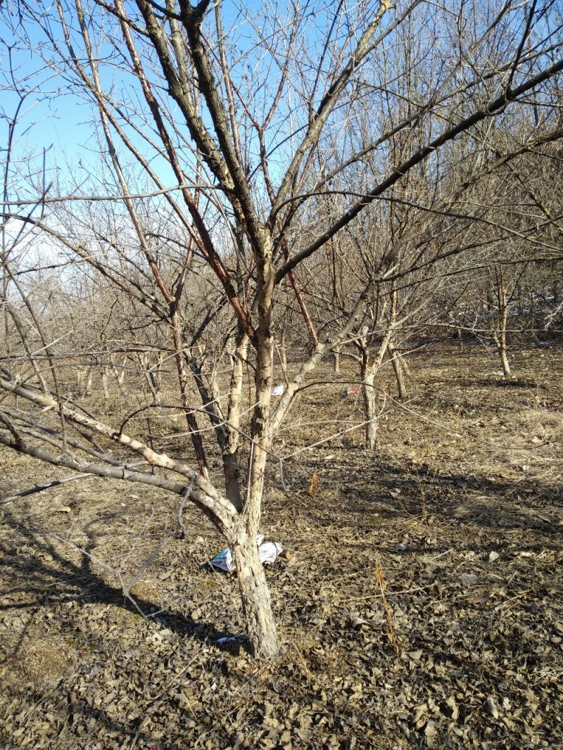 山茱萸树独干挂果地径10～15公分米径8～10公分