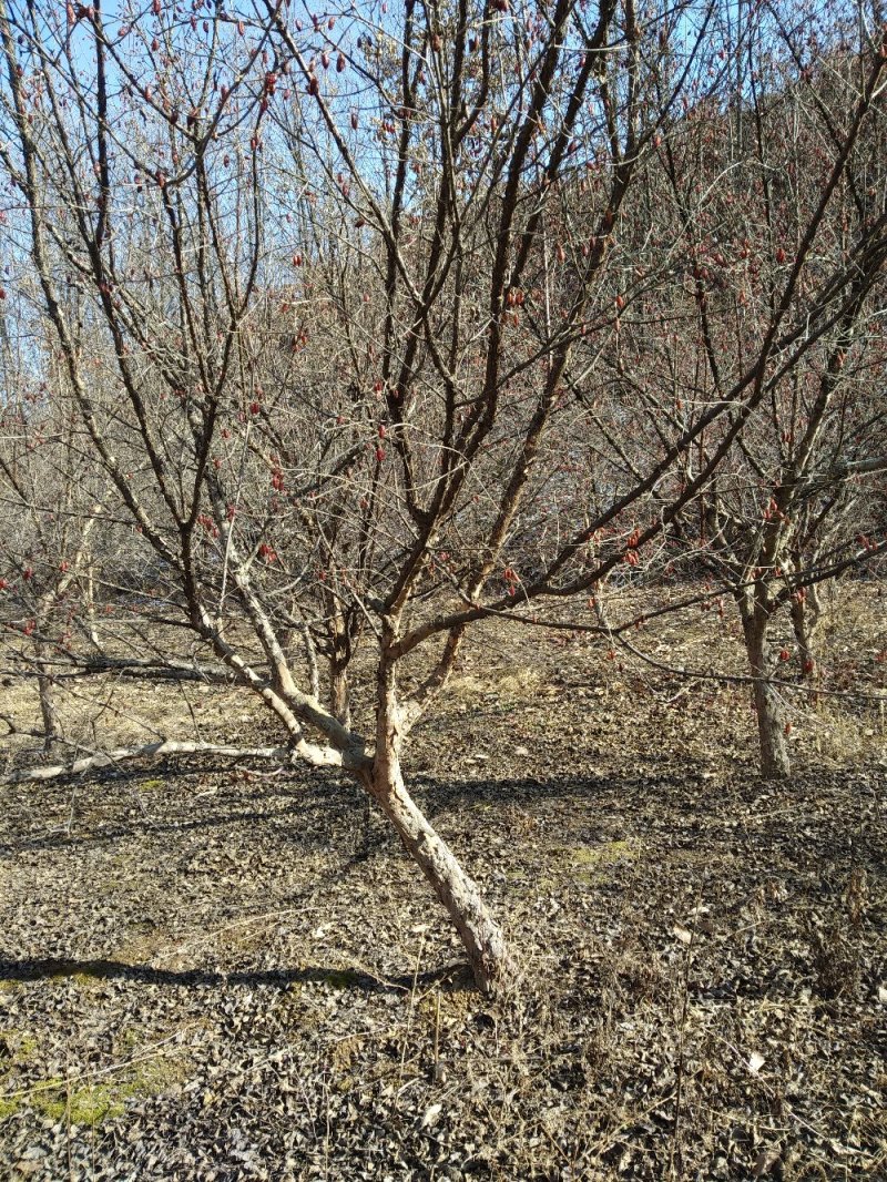 山茱萸树独干挂果地径10～15公分米径8～10公分