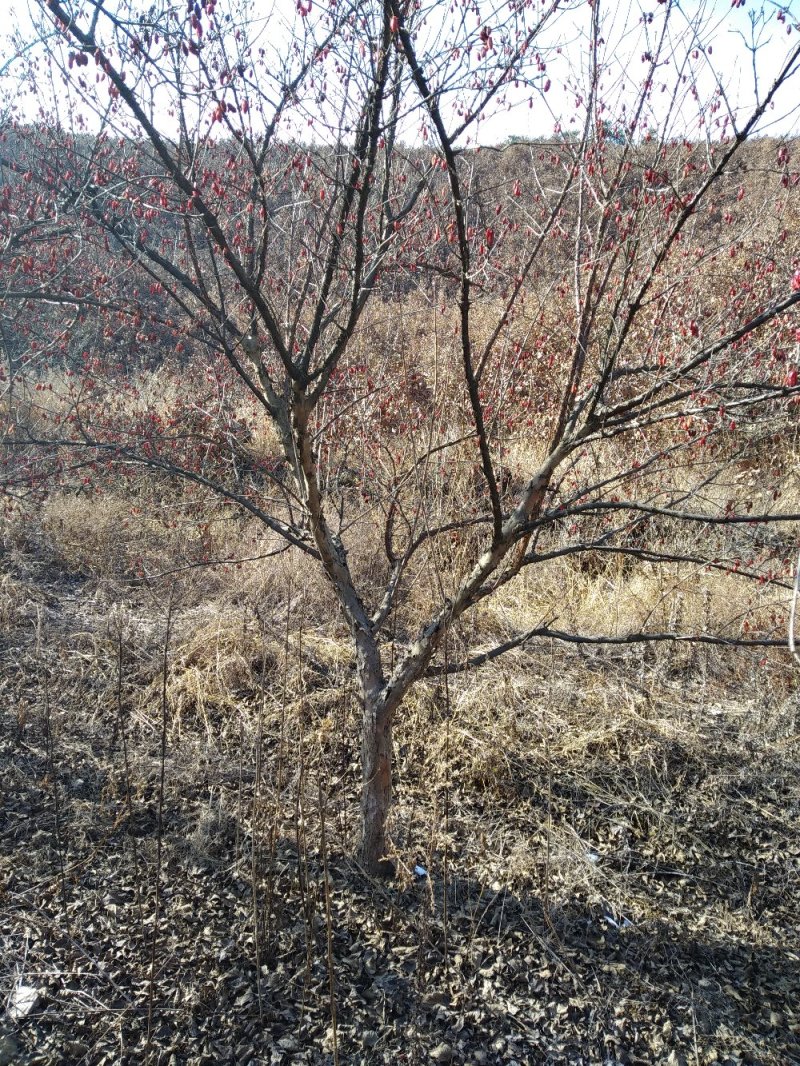 山茱萸树独干挂果地径10～15公分米径8～10公分