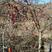 山茱萸树独干挂果地径10～15公分米径8～10公分