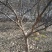山茱萸树独干挂果地径10～15公分米径8～10公分