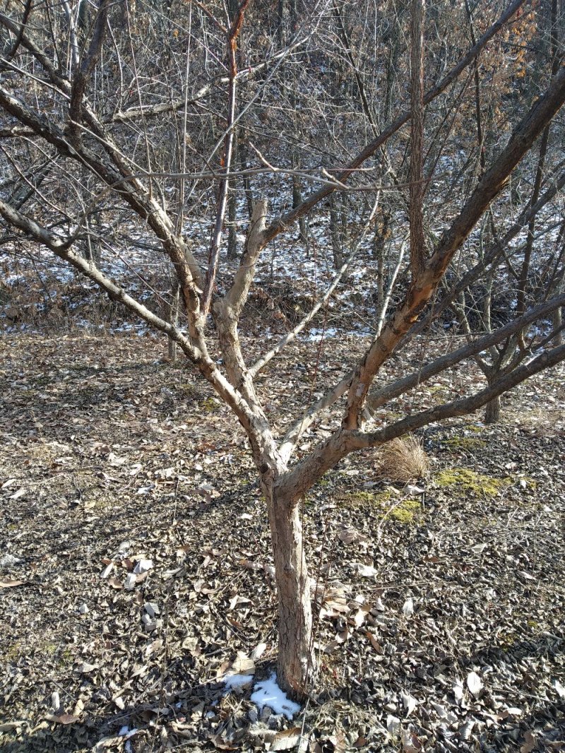 山茱萸树独干挂果地径10～15公分米径8～10公分