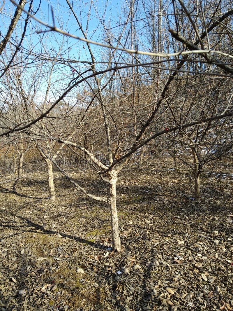 山茱萸树独干挂果地径10～15公分米径8～10公分