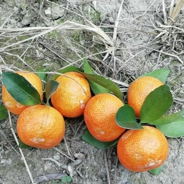 沙糖橘2.6-3.0