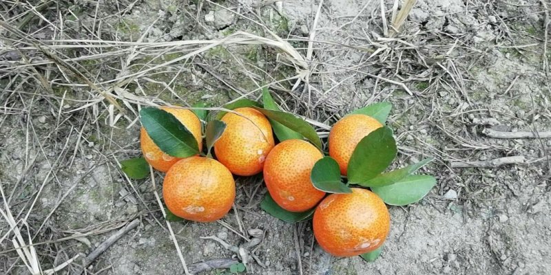沙糖橘2.6-3.0