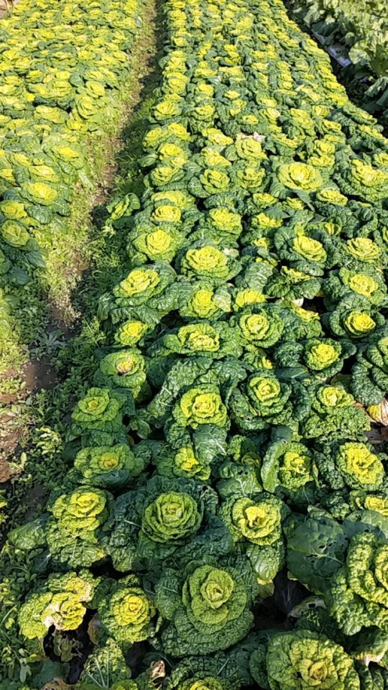 黄心菜
