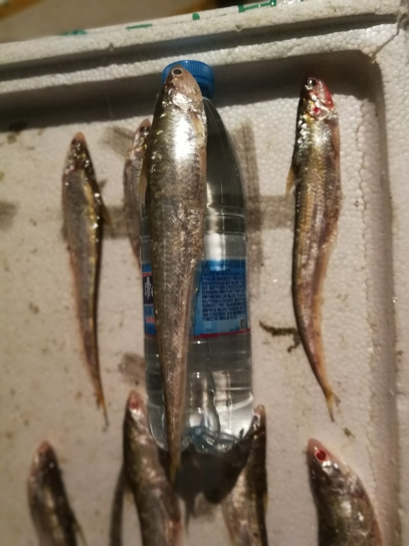 刀鱼