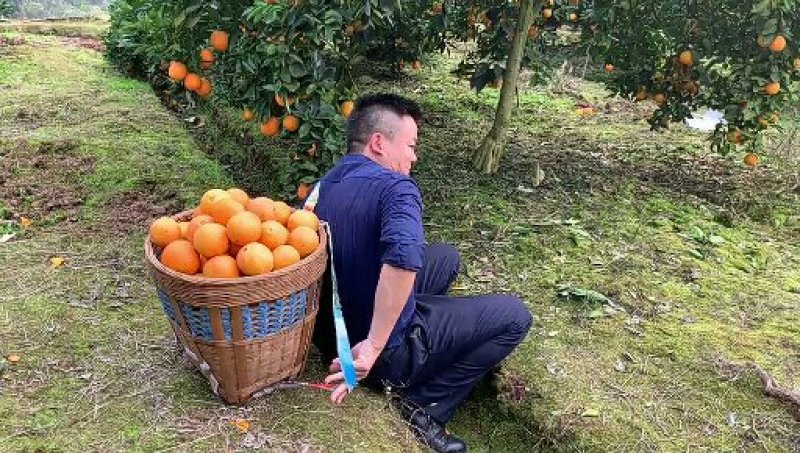 大果红肉脐橙苗/树人农林基地直发/纯度品质保证签订合同
