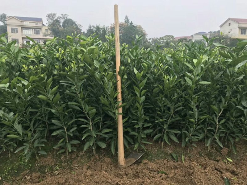 大果红肉脐橙苗/树人农林基地直发/纯度品质保证签订合同
