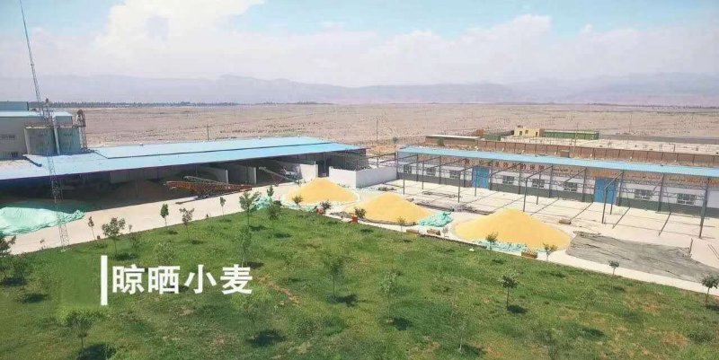 新疆阿克苏明光面粉