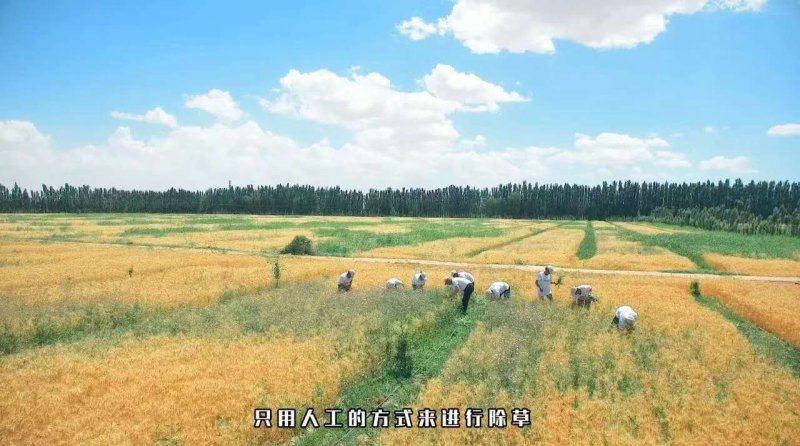 新疆阿克苏明光面粉