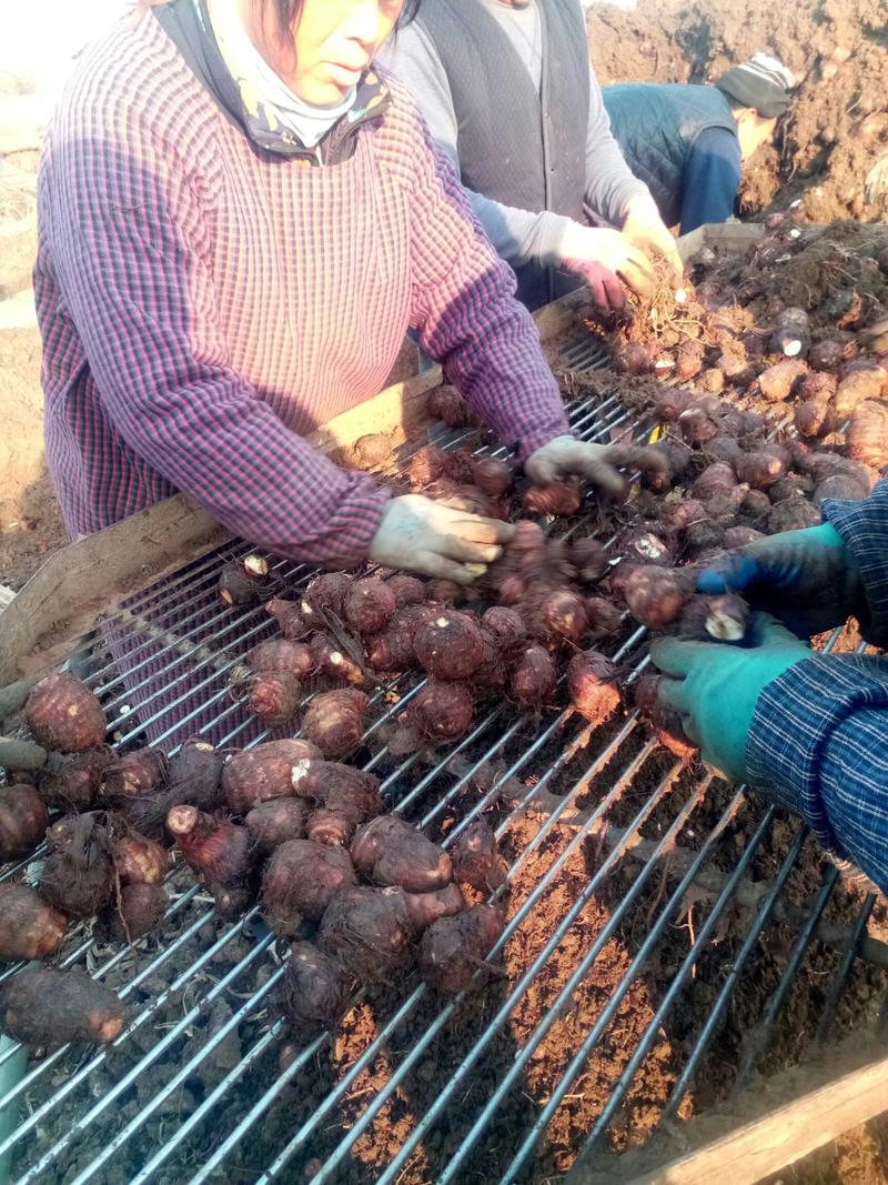山东芋头大量上市中品种8520欢迎大家采购