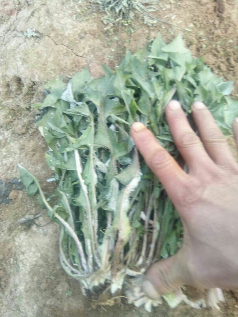 新鲜野生蒲公英近期上市火爆热卖中需要的联系
