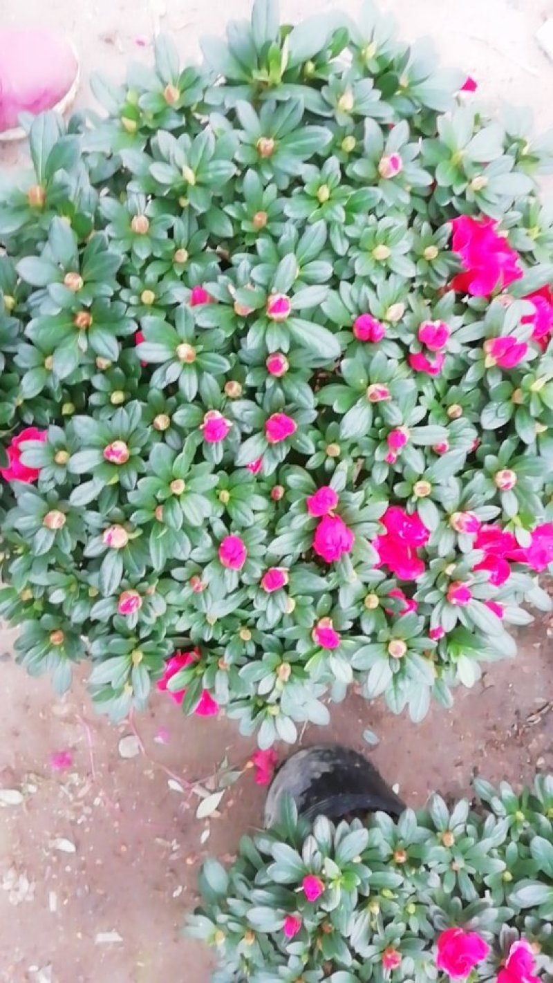 杜鹃花