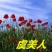 虞美人种子花海种子净籽6-8斤/亩