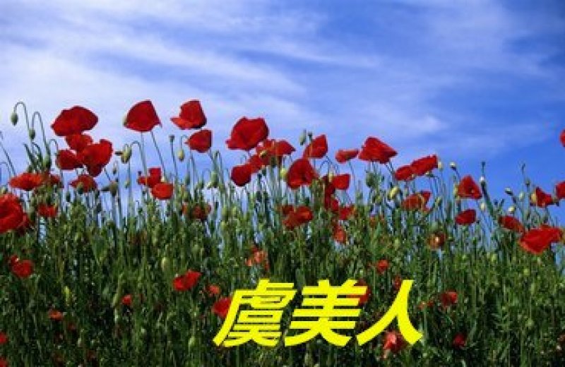虞美人种子花海种子净籽6-8斤/亩
