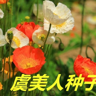 虞美人种子花海种子净籽6-8斤/亩