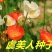 虞美人种子花海种子净籽6-8斤/亩